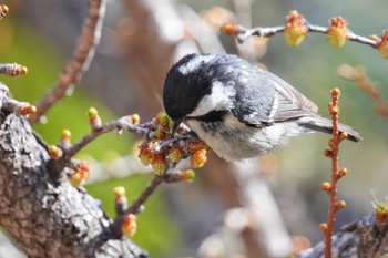 Coal Tit Okuniwaso(Mt. Fuji) Tue, 5/2/2023