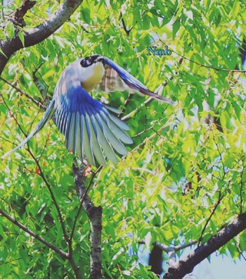 Azure-winged Magpie Unknown Spots Unknown Date