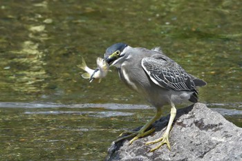 ササゴイ 江津湖 2017年6月29日(木)