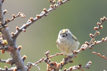 Goldcrest Okuniwaso(Mt. Fuji) Tue, 5/2/2023