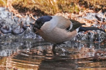 Eurasian Bullfinch Okuniwaso(Mt. Fuji) Tue, 5/2/2023