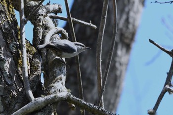 Eurasian Nuthatch(asiatica) Shunkunitai Tue, 5/16/2023