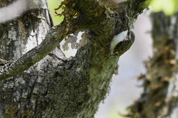 Eurasian Treecreeper(daurica) Shunkunitai Tue, 5/16/2023