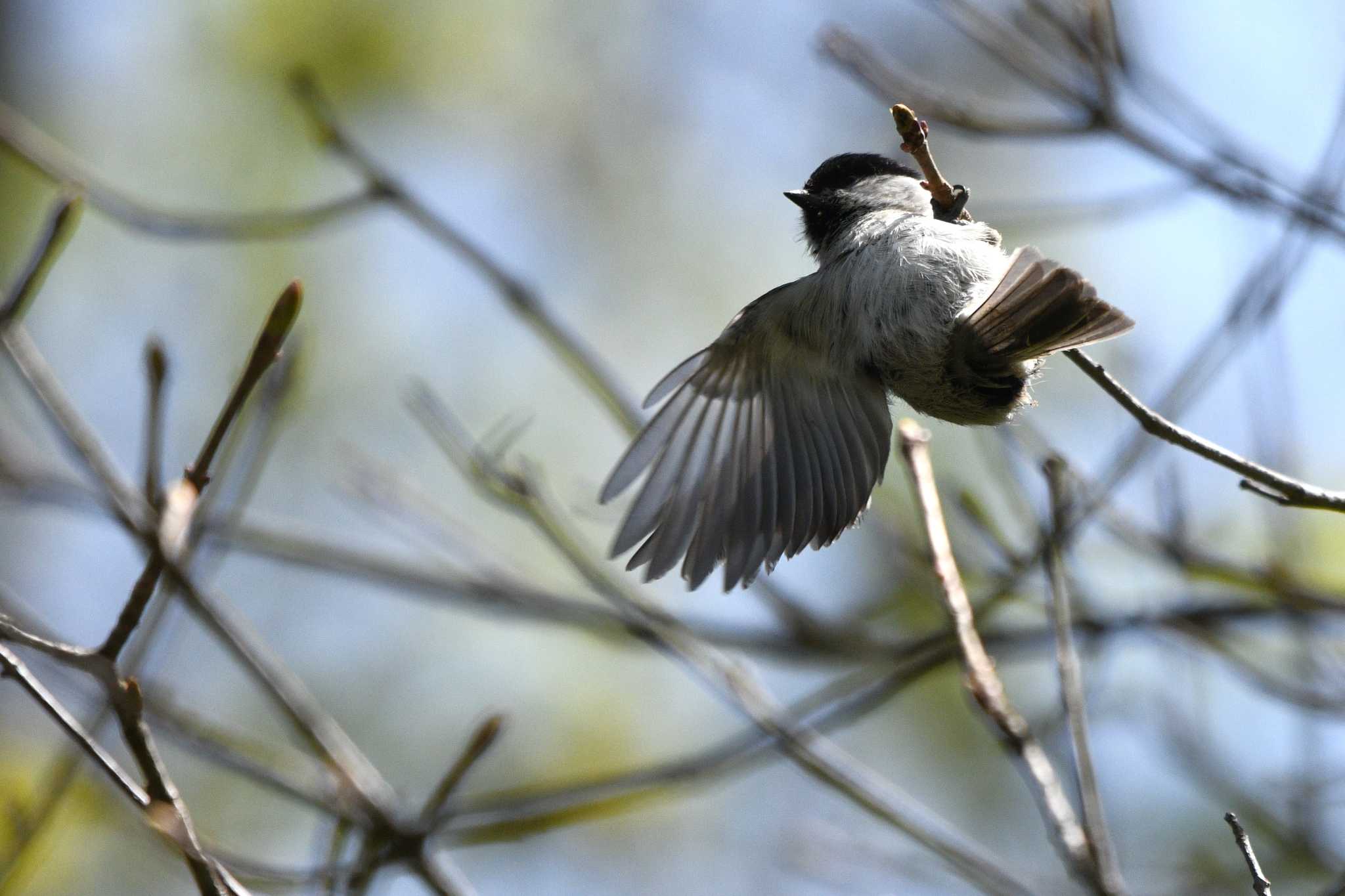 春国岱原生野鳥公園(根室) コガラの写真 by geto