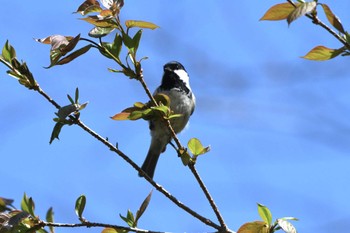 ヒガラ 春国岱原生野鳥公園(根室) 2023年5月16日(火)