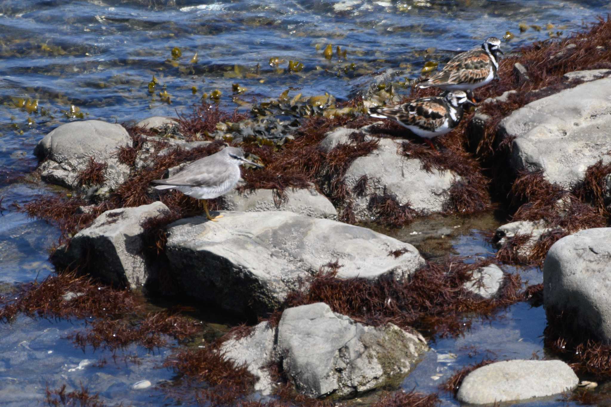 Photo of Grey-tailed Tattler at Shunkunitai by geto