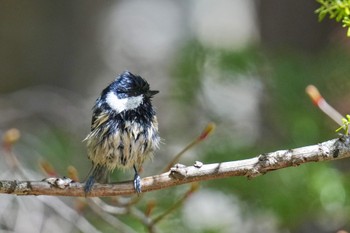 Coal Tit Okuniwaso(Mt. Fuji) Tue, 5/2/2023