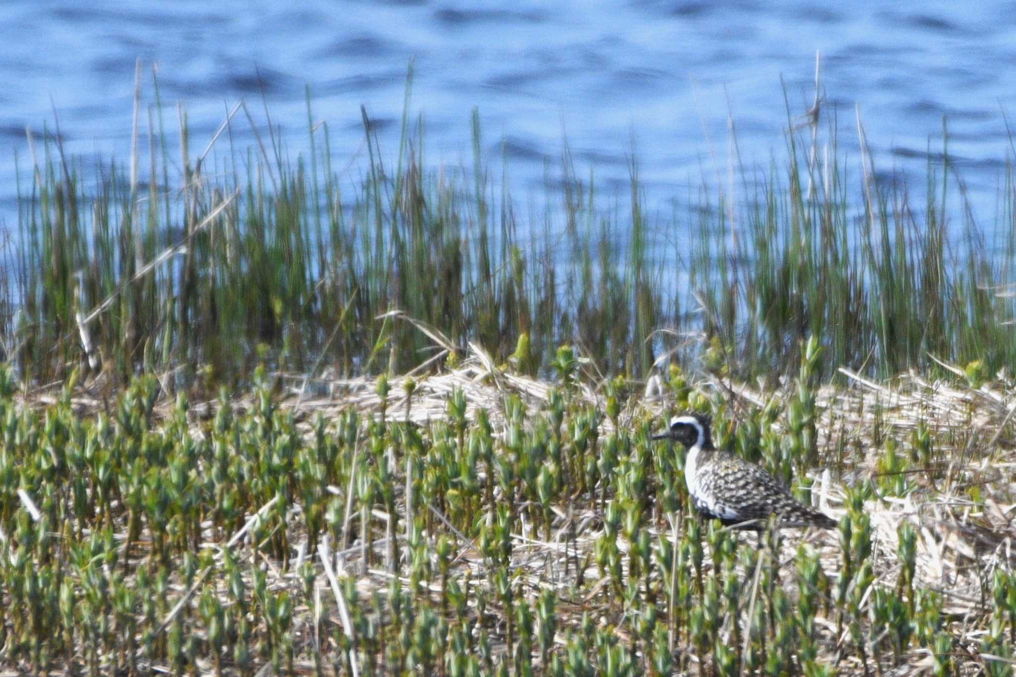 Pacific Golden Plover