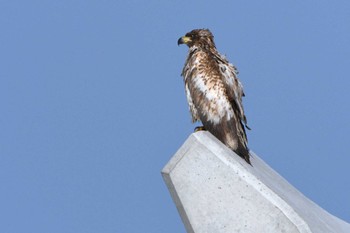Tue, 5/16/2023 Birding report at Notsuke Peninsula