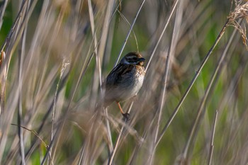 Common Reed Bunting マクンベツ湿原 Thu, 5/25/2023