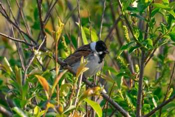 Common Reed Bunting マクンベツ湿原 Thu, 5/25/2023