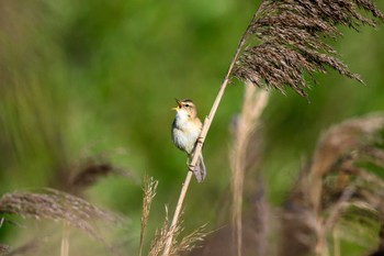 Black-browed Reed Warbler マクンベツ湿原 Thu, 5/25/2023