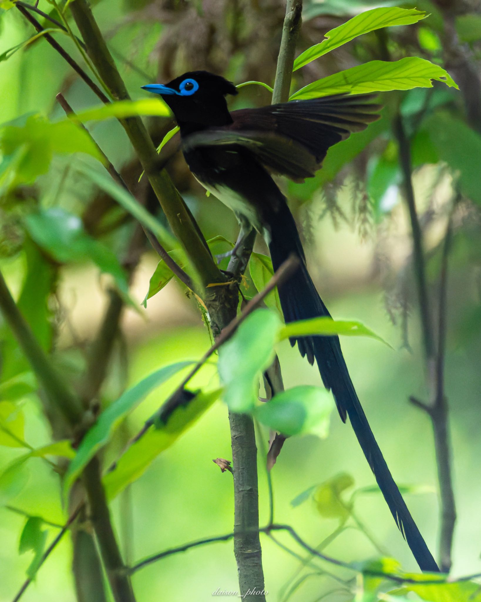 Black Paradise Flycatcher