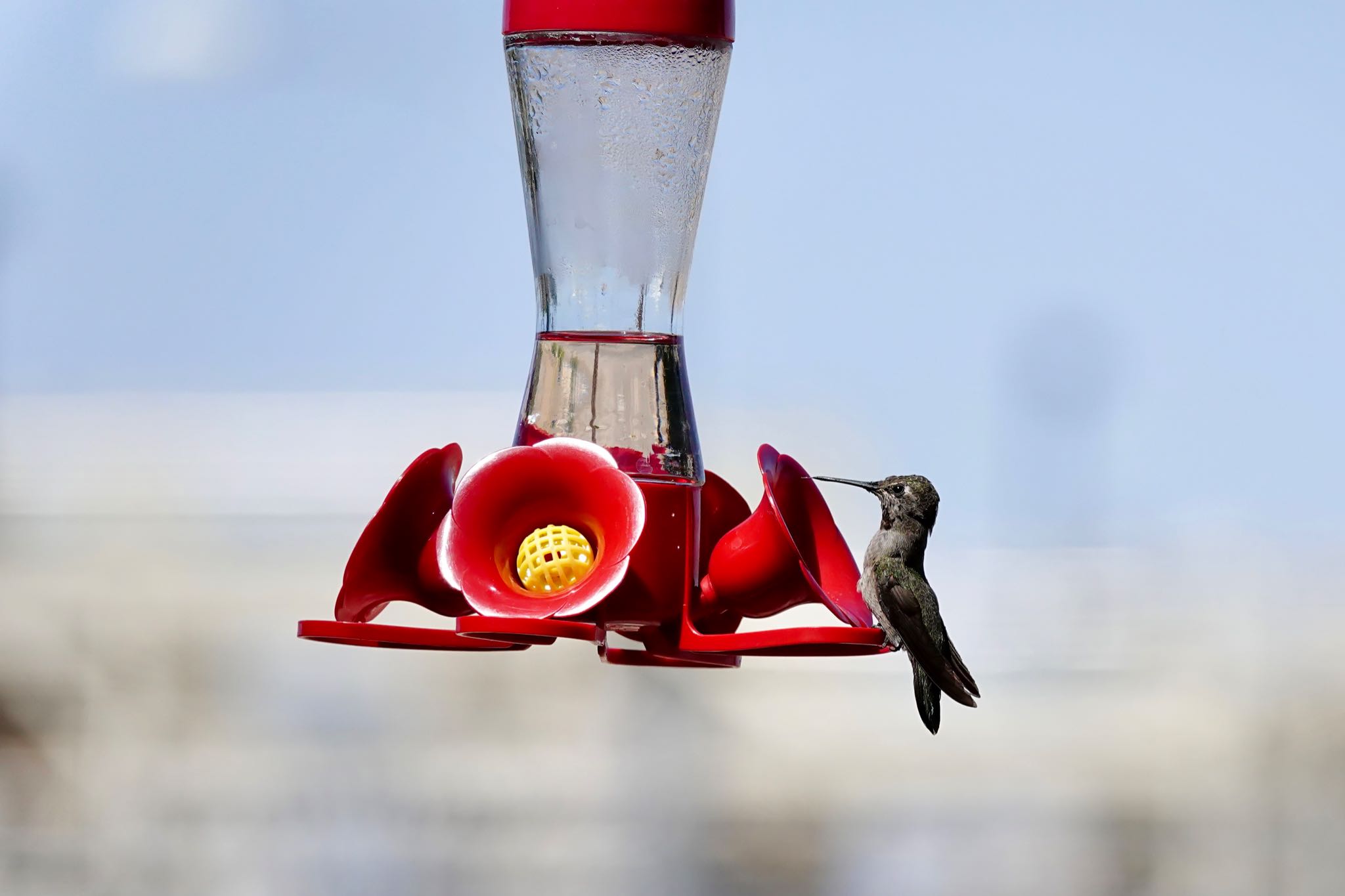 Photo of Anna's Hummingbird at Henderson Bird Viewing Preserve by speedgame