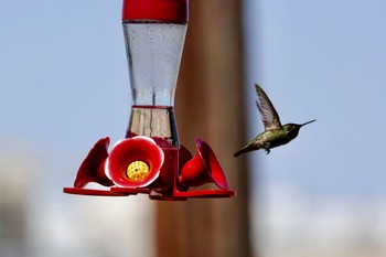 Anna's Hummingbird Henderson Bird Viewing Preserve Tue, 5/9/2023
