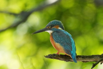 Common Kingfisher 四季の森公園(横浜市緑区) Wed, 5/3/2023