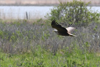 White-tailed Eagle 涛沸湖 Wed, 5/17/2023
