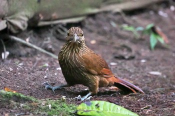 Strong-billed Woodcreeper