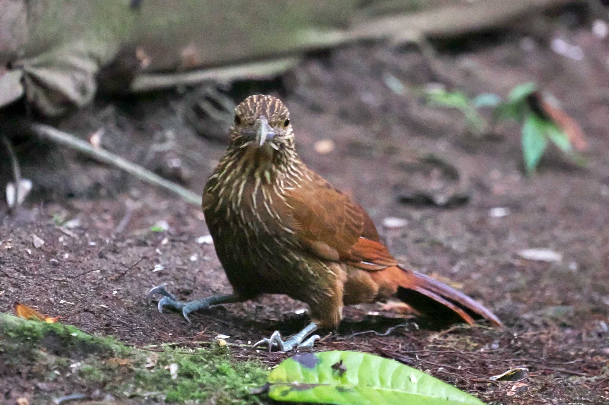 Mindo(Ecuador) ハシブトオニキバシリの写真 by 藤原奏冥