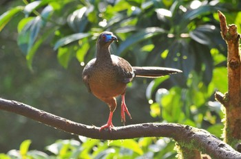 Sickle-winged Guan