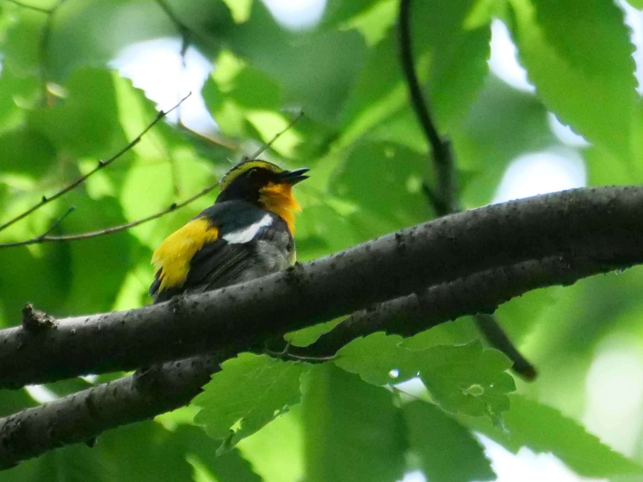 Photo of Narcissus Flycatcher at 秩父 by little birds