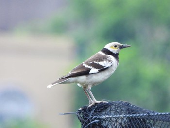 Black-collared Starling 台湾大学 Sun, 3/26/2023