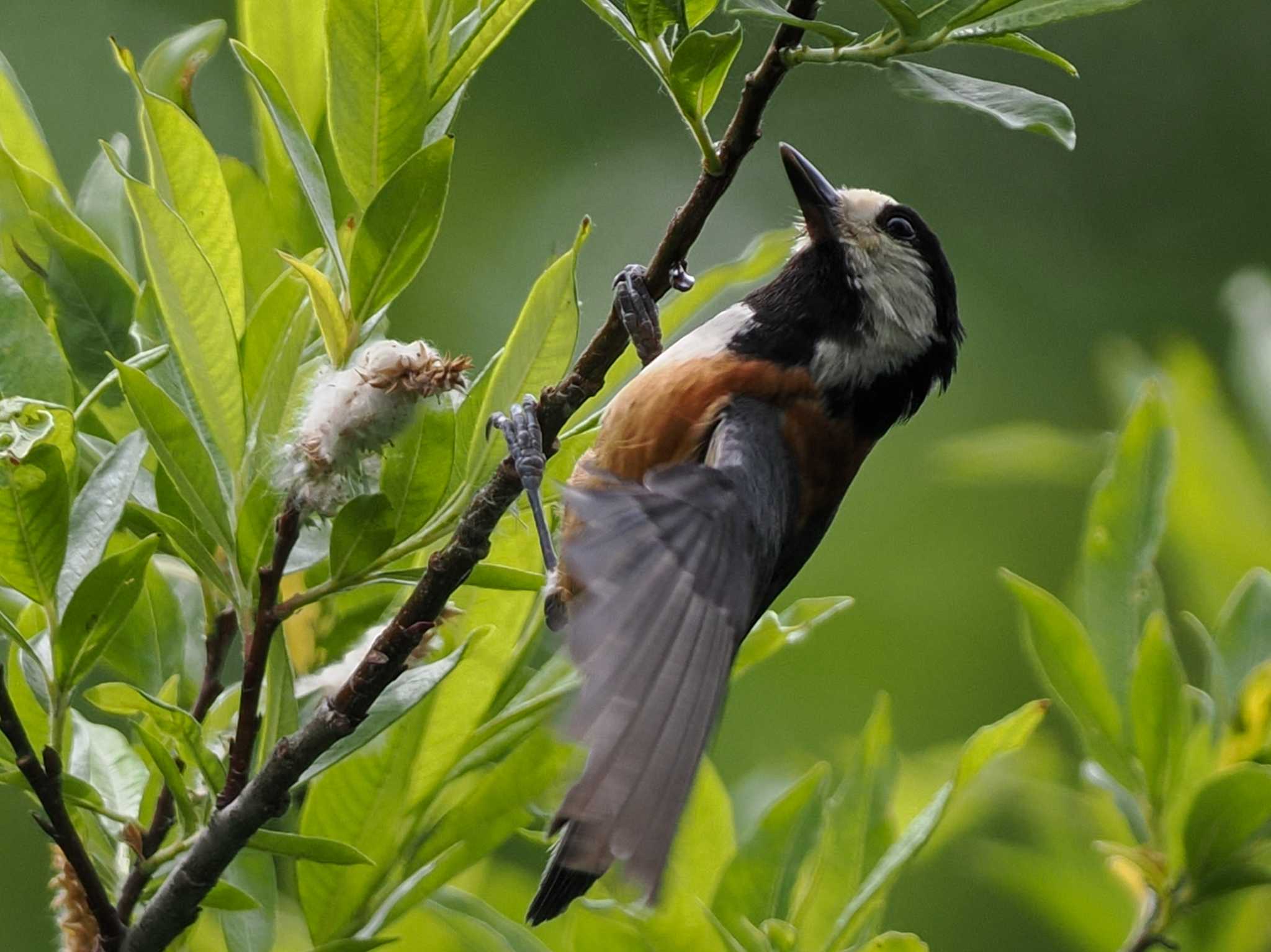 Photo of Varied Tit at 福井緑地(札幌市西区) by 98_Ark (98ｱｰｸ)