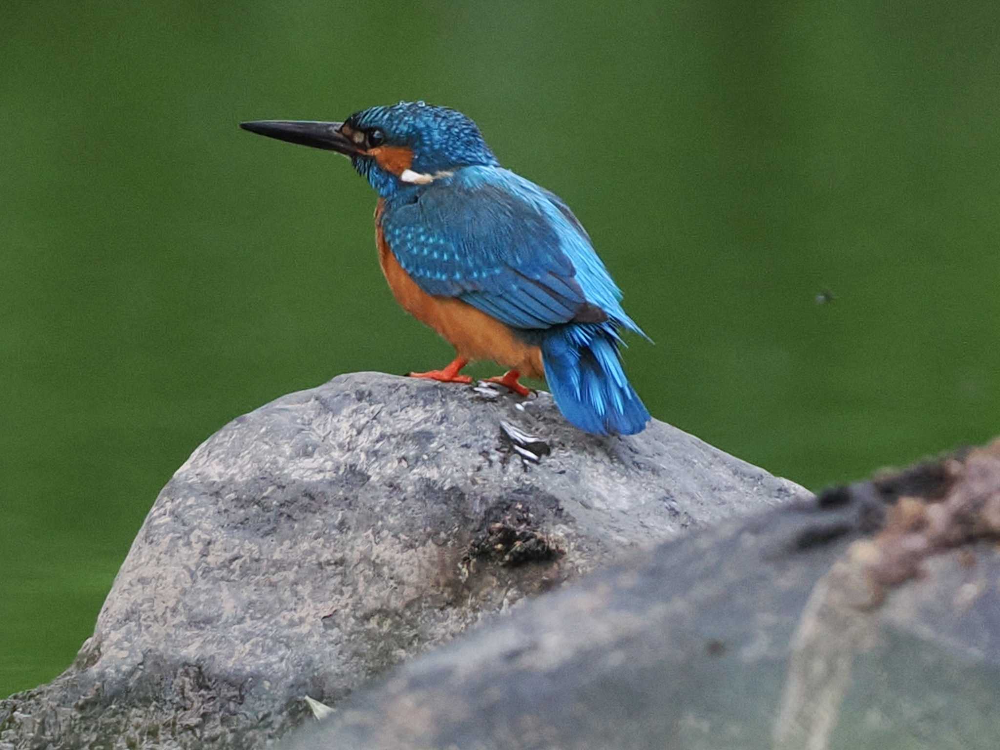 Photo of Common Kingfisher at 福井緑地(札幌市西区) by 98_Ark (98ｱｰｸ)