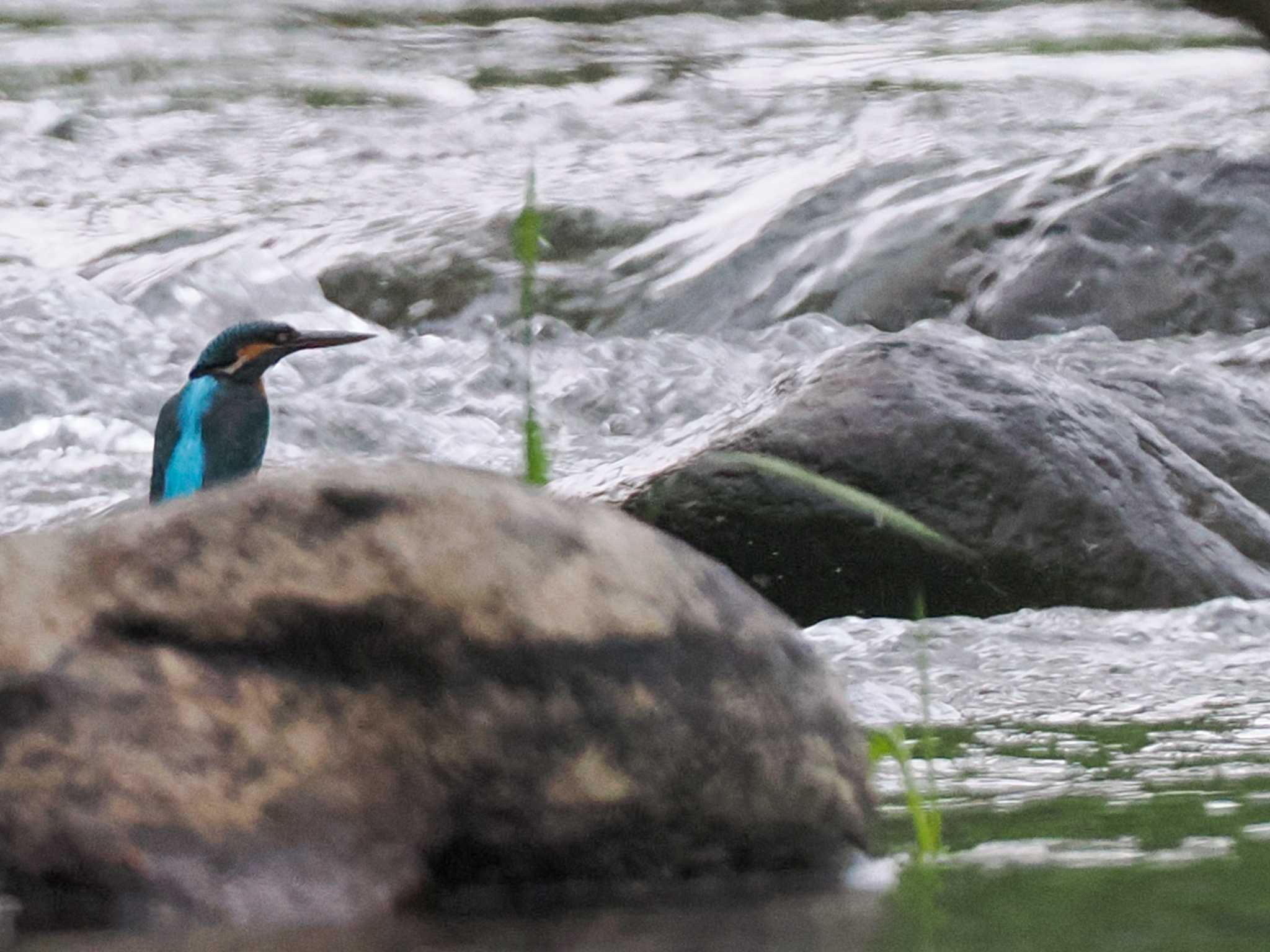 Photo of Common Kingfisher at 福井緑地(札幌市西区) by 98_Ark (98ｱｰｸ)