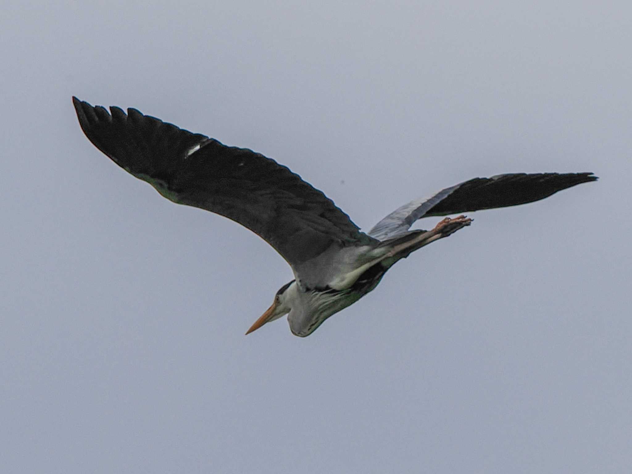 Photo of Grey Heron at 福井緑地(札幌市西区) by 98_Ark (98ｱｰｸ)