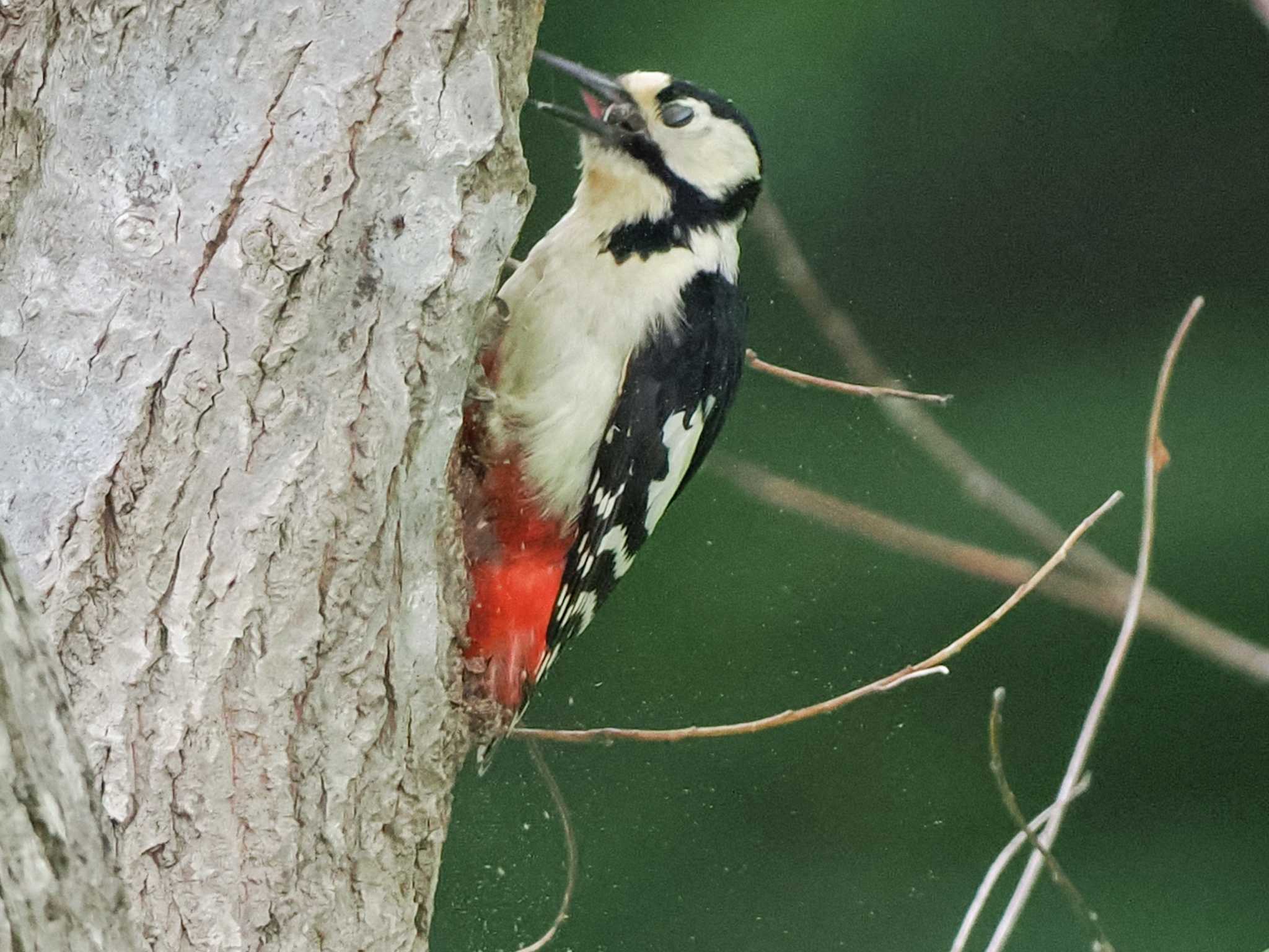 Great Spotted Woodpecker(japonicus)