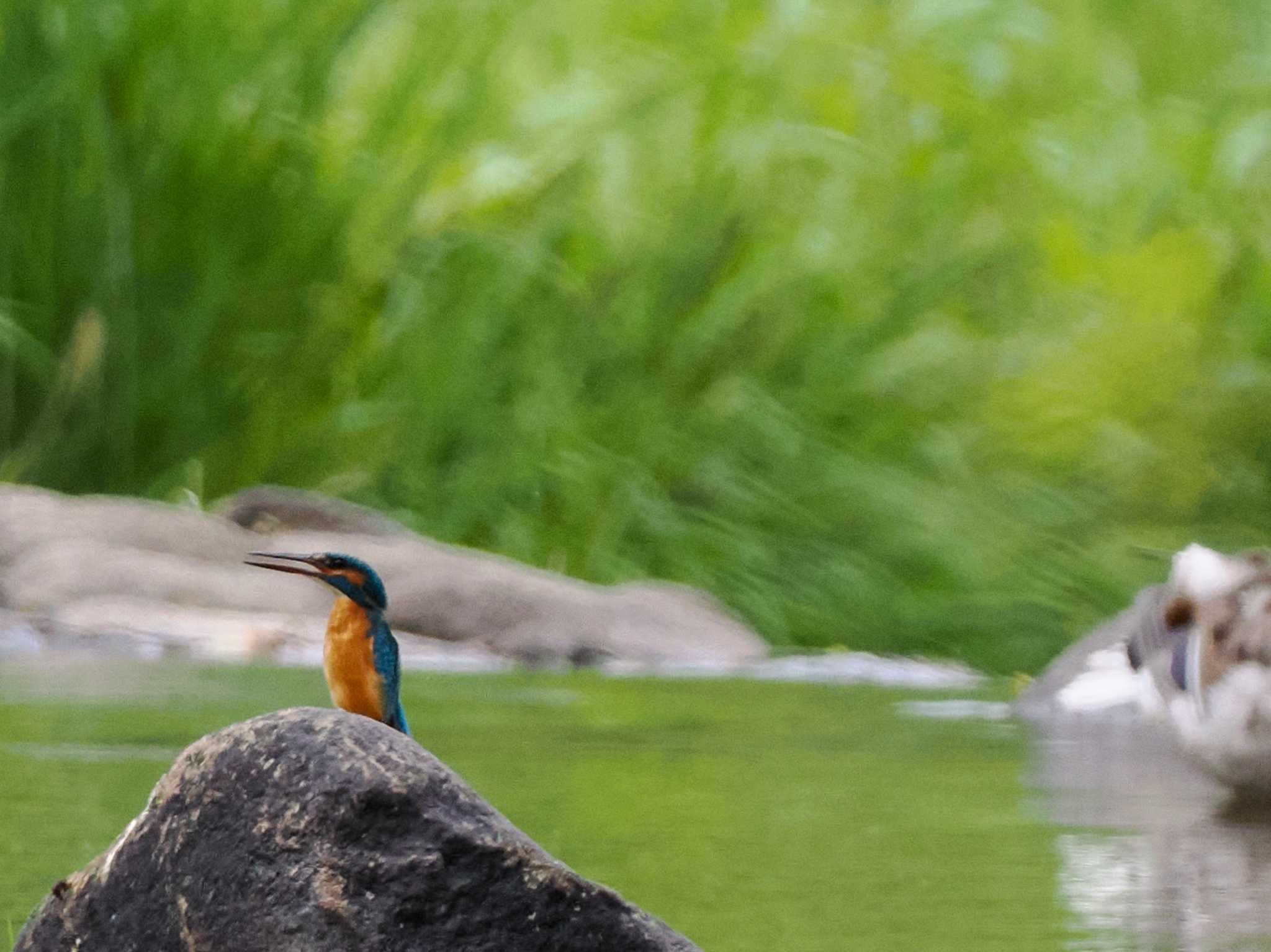 カワセミ