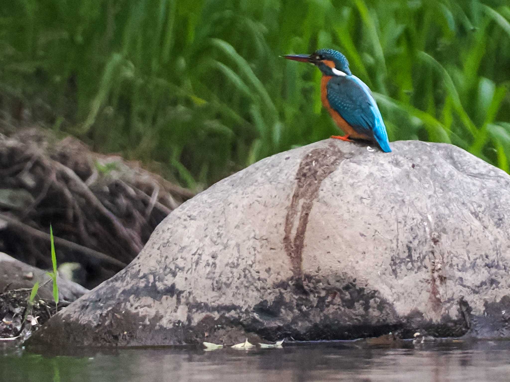 Photo of Common Kingfisher at 福井緑地(札幌市西区) by 98_Ark (98ｱｰｸ)