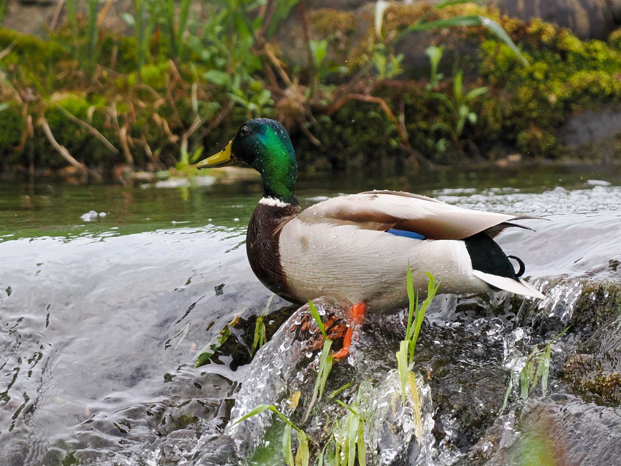 Mallard