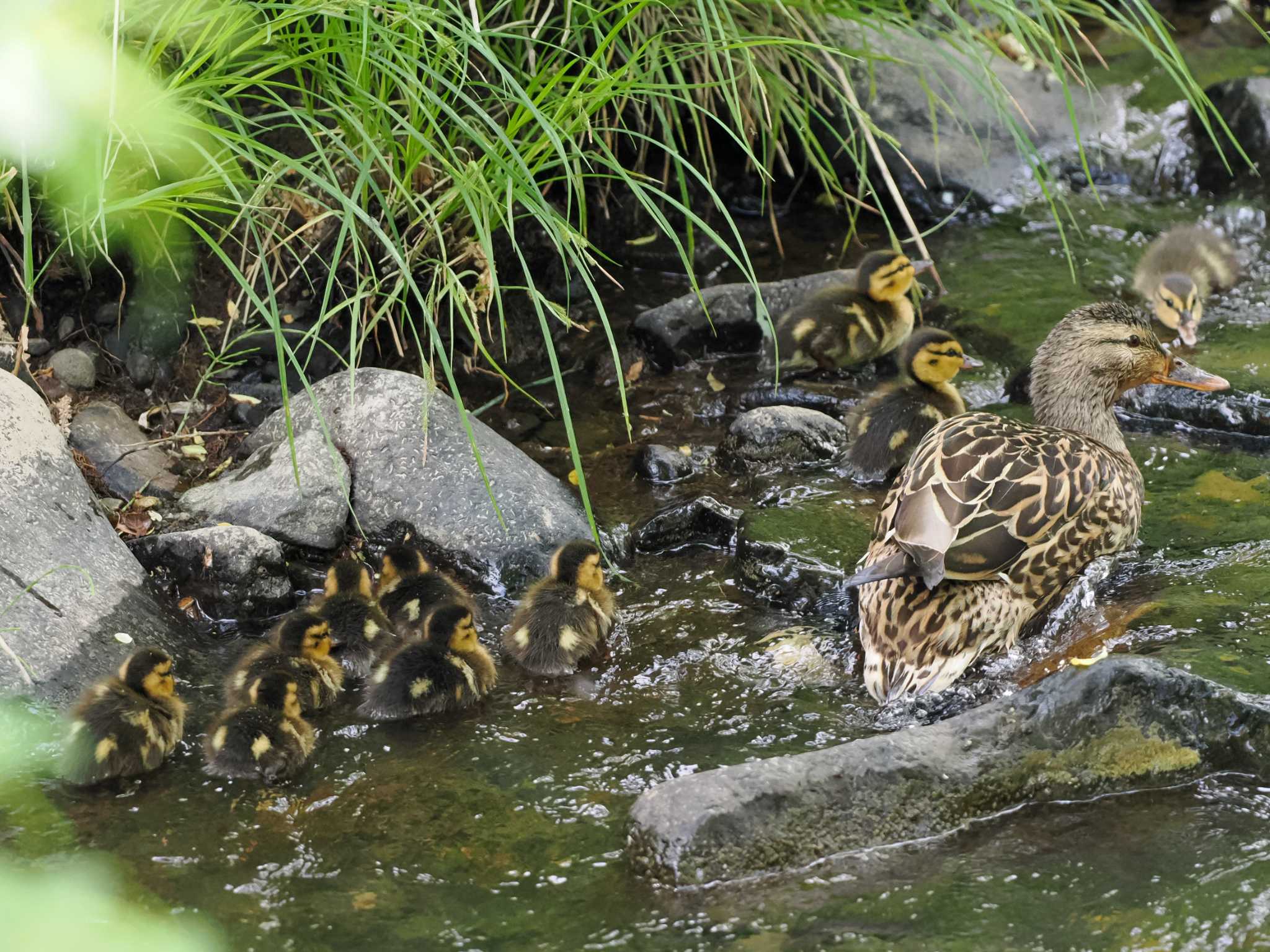 Photo of Mallard at 福井緑地(札幌市西区) by 98_Ark (98ｱｰｸ)