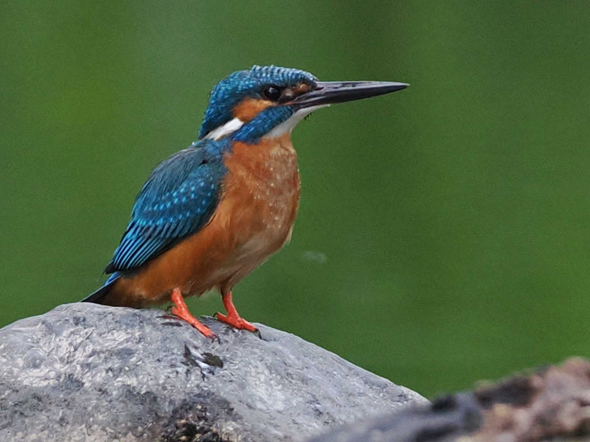 Photo of Common Kingfisher at 福井緑地(札幌市西区) by 98_Ark (98ｱｰｸ)