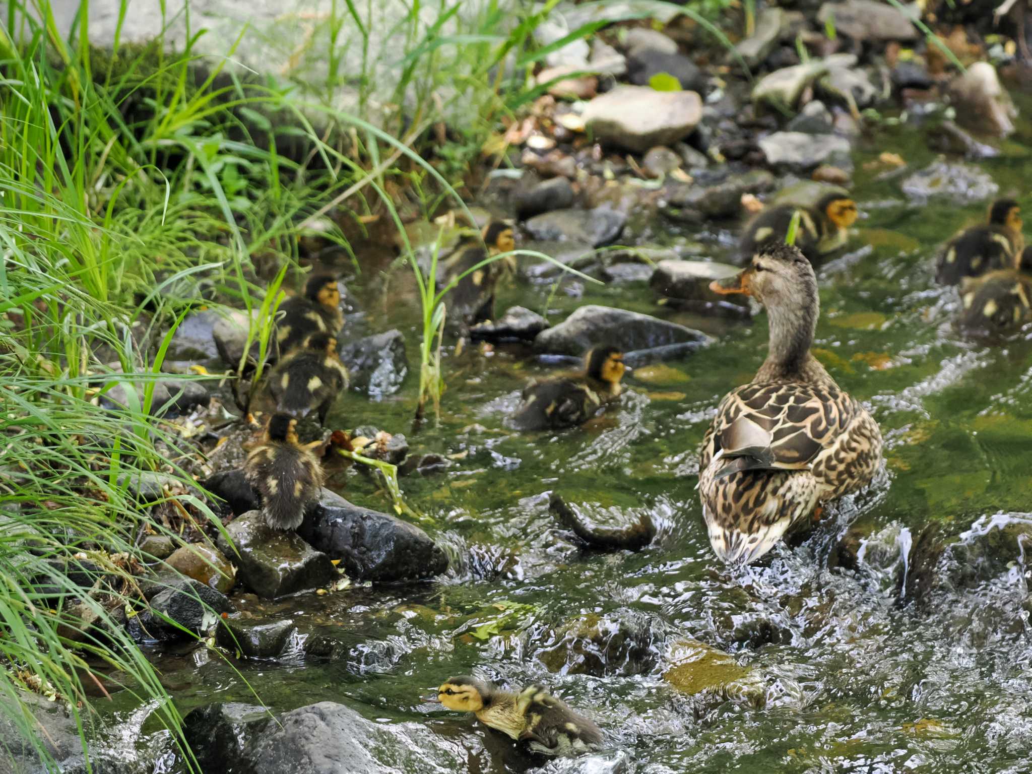 Mallard