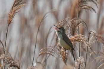 Oriental Reed Warbler 六郷橋緑地 Thu, 5/4/2023