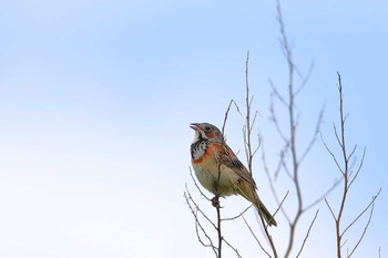 Chestnut-eared Bunting Unknown Spots Wed, 7/11/2018