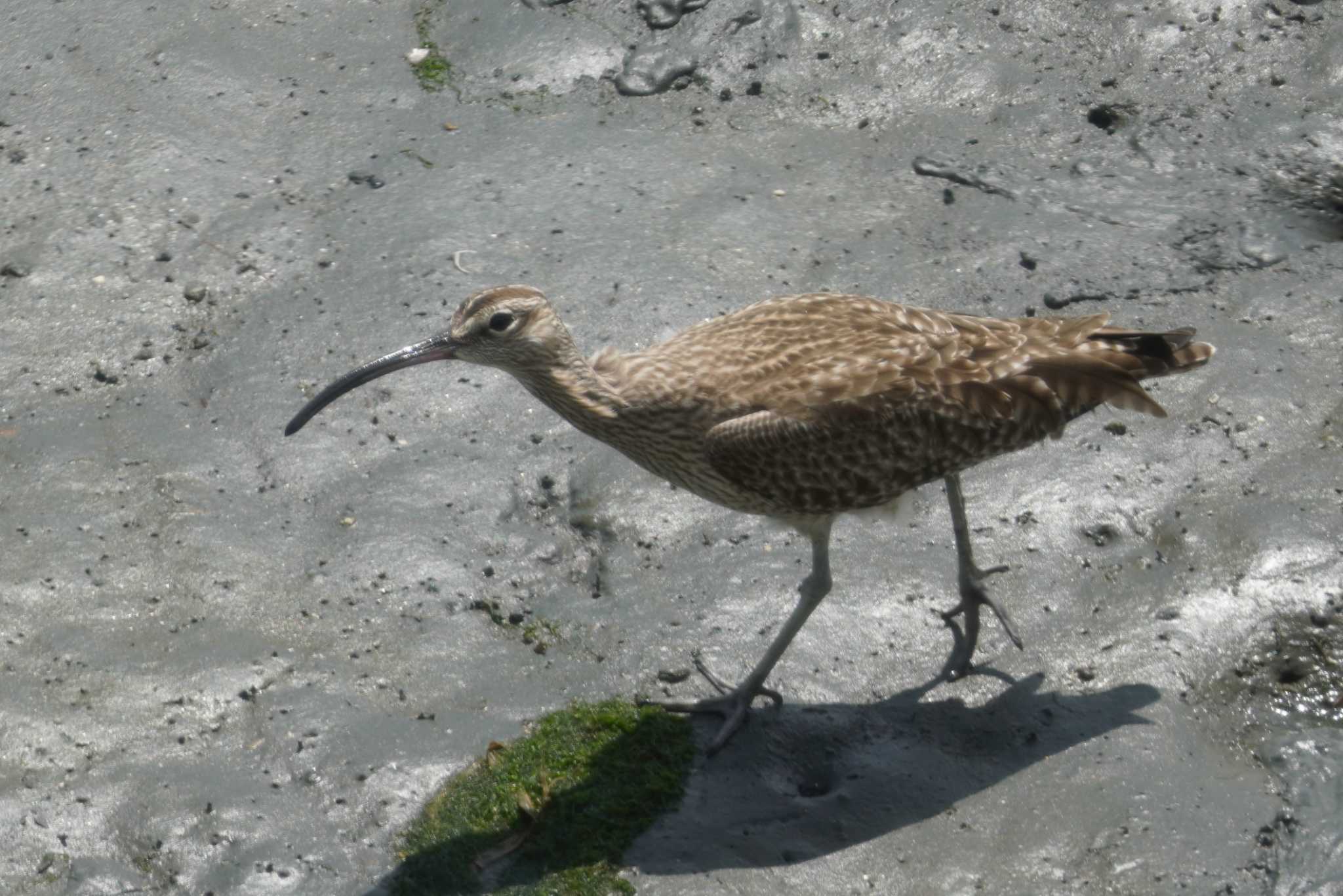 Photo of Eurasian Whimbrel at Tokyo Port Wild Bird Park by くまちん