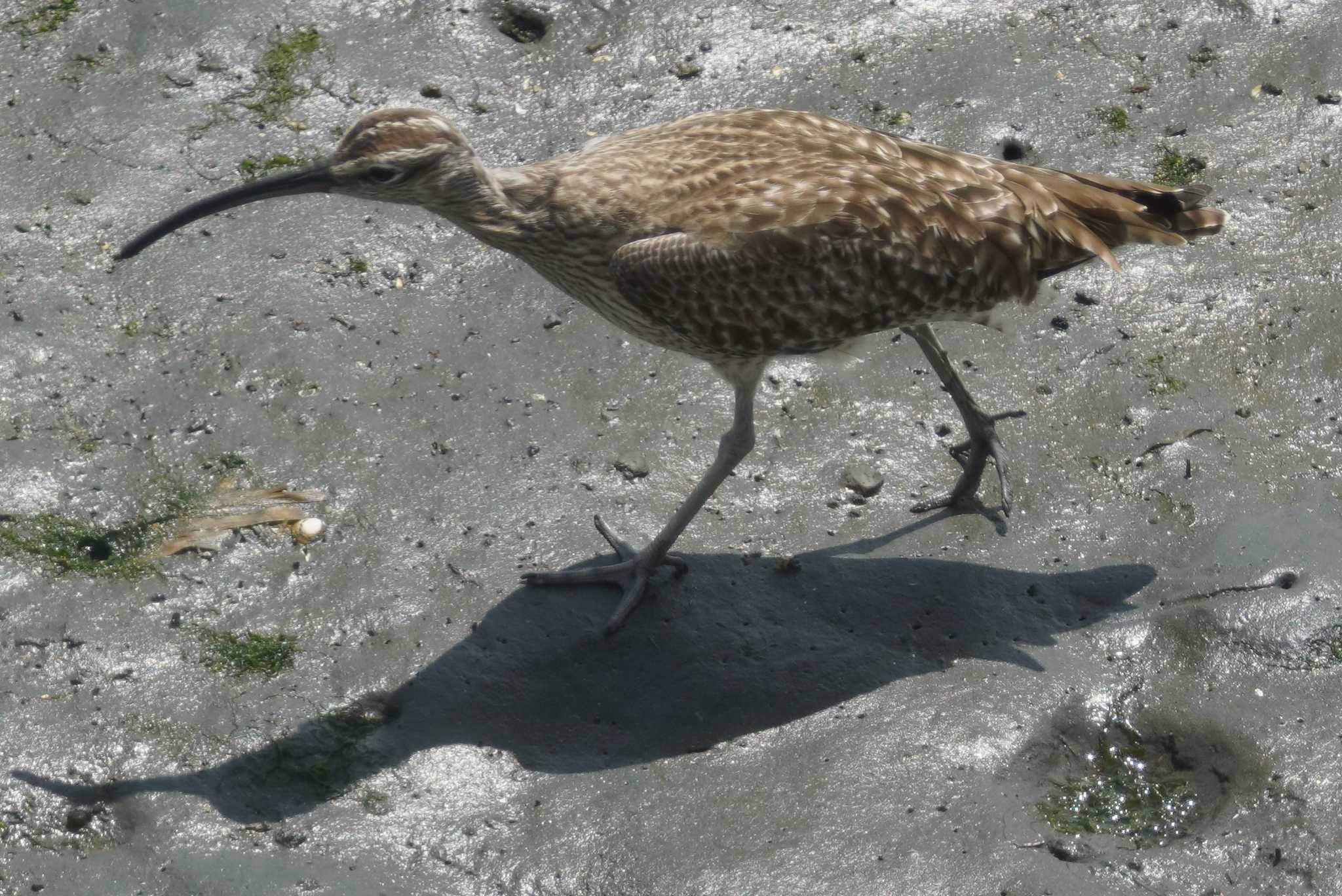 Photo of Eurasian Whimbrel at Tokyo Port Wild Bird Park by くまちん