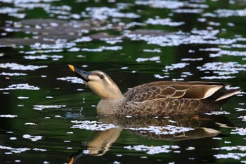 カルガモ 馬見丘陵公園 2023年3月30日(木)