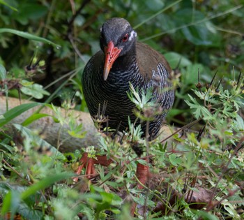 2023年4月22日(土) 国頭村(沖縄県)の野鳥観察記録