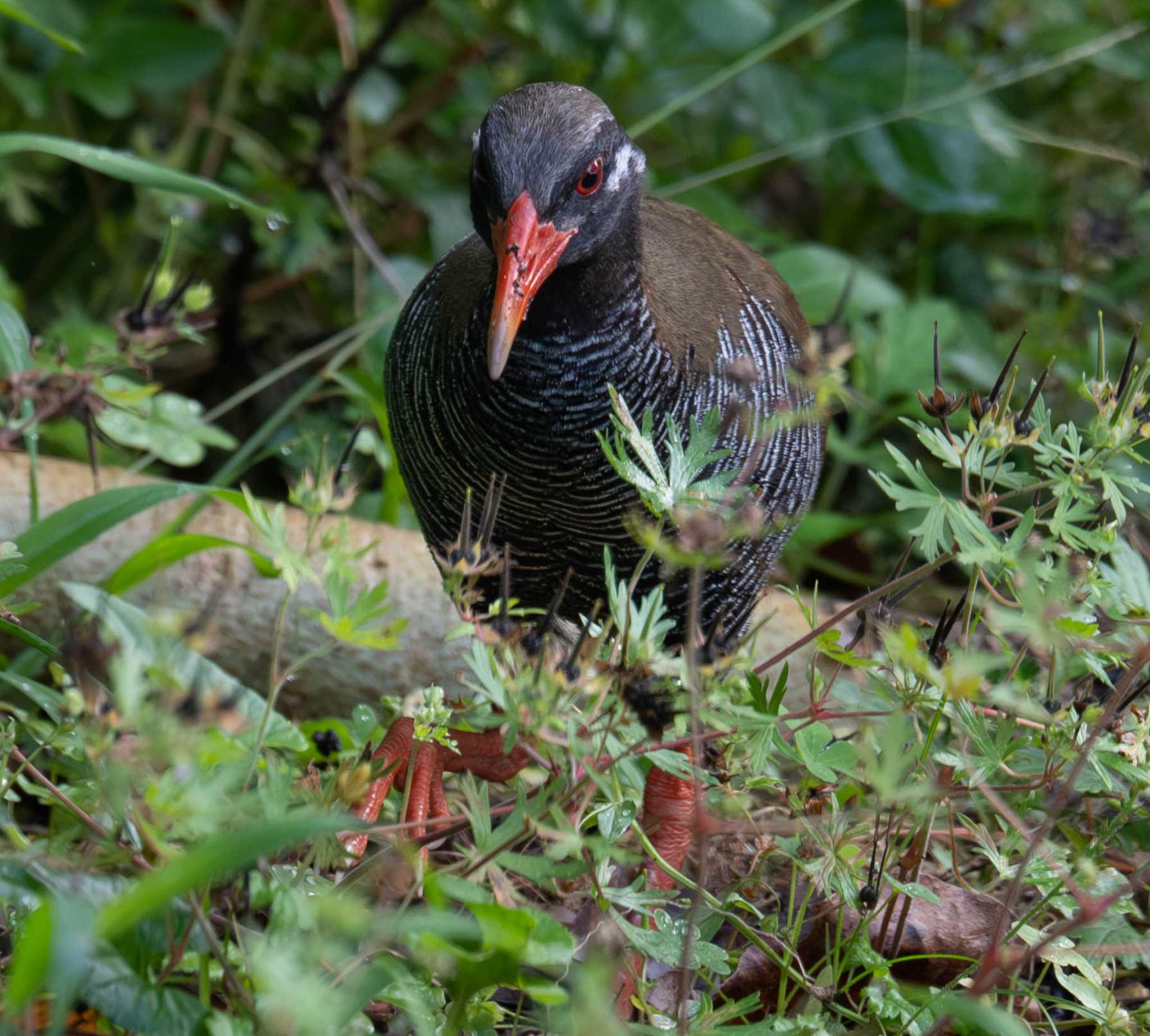 国頭村(沖縄県) ヤンバルクイナの写真 by はいわん