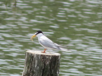 Little Tern Isanuma Sat, 5/27/2023