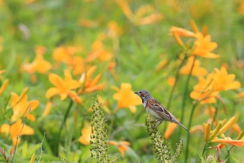 ホオアカ 場所が不明 2018年7月11日(水)