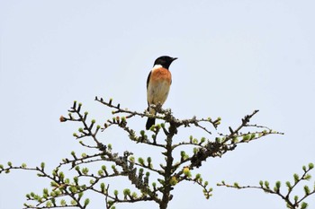 2023年5月21日(日) 戦場ヶ原の野鳥観察記録