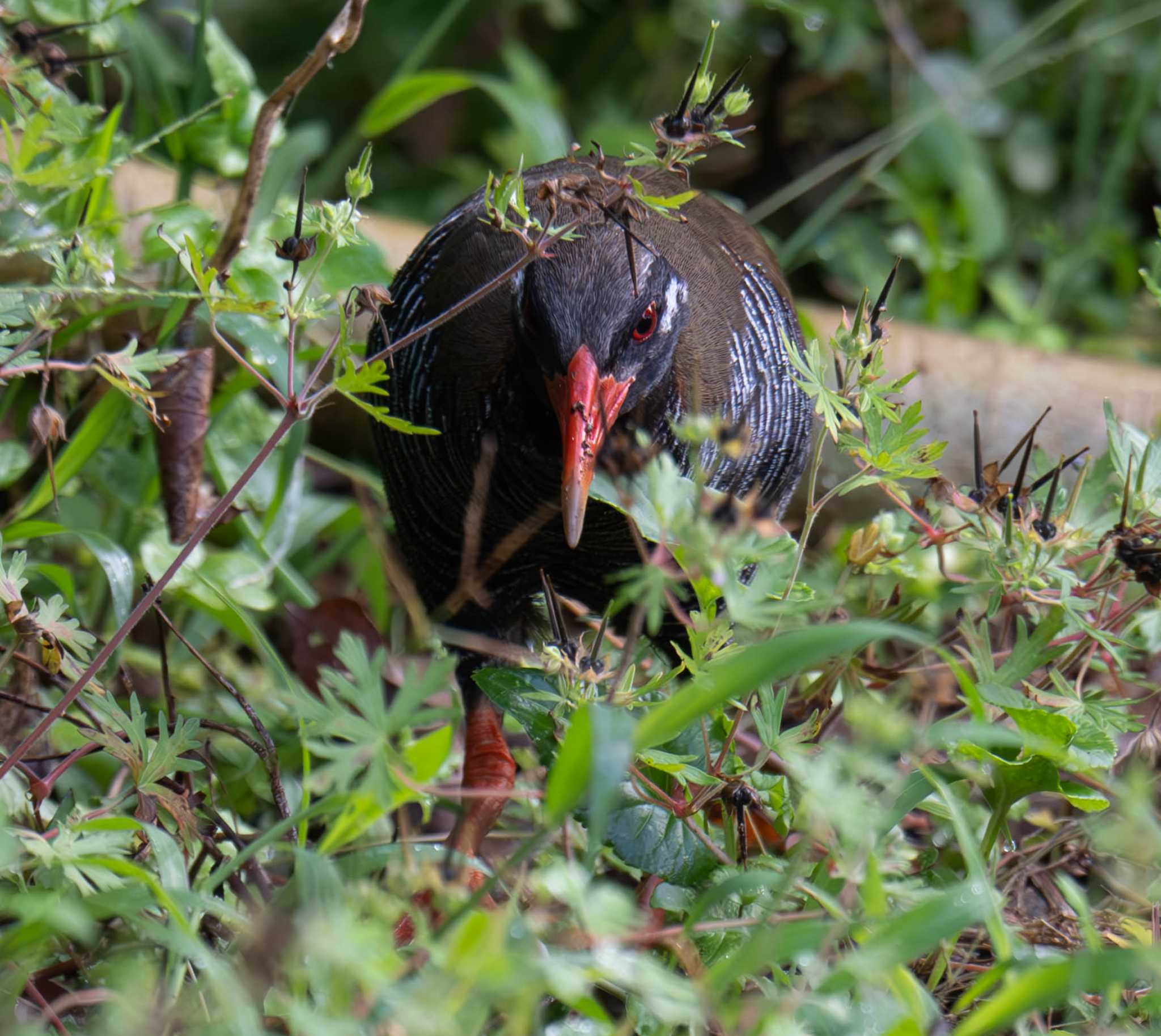 Okinawa Rail