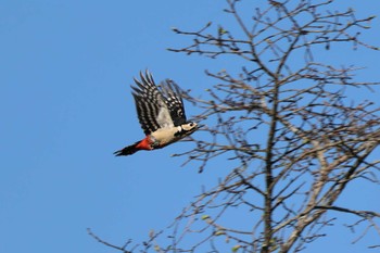 Great Spotted Woodpecker 奥日光(戦場ヶ原,湯滝) Wed, 5/31/2023