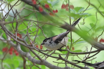 Long-tailed Tit 奥日光(戦場ヶ原,湯滝) Wed, 5/31/2023